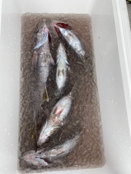 へいみつ丸 釣果