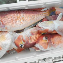 こうゆう丸 釣果