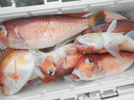 こうゆう丸 釣果