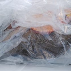 遊漁船 新鋭丸 釣果