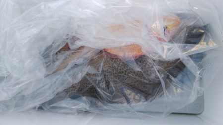 遊漁船 新鋭丸 釣果