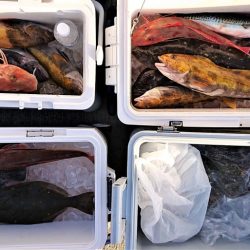 気仙沼　つり丸 釣果