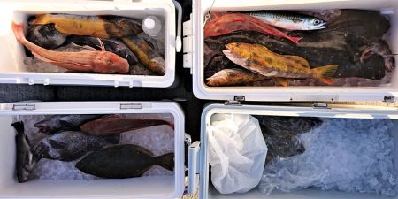 気仙沼　つり丸 釣果