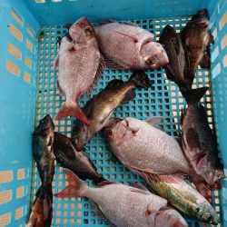 たかみ丸 釣果