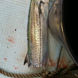 第五慶門丸 釣果