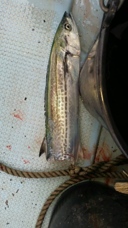 第五慶門丸 釣果