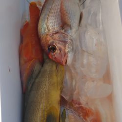 遊漁船 新鋭丸 釣果