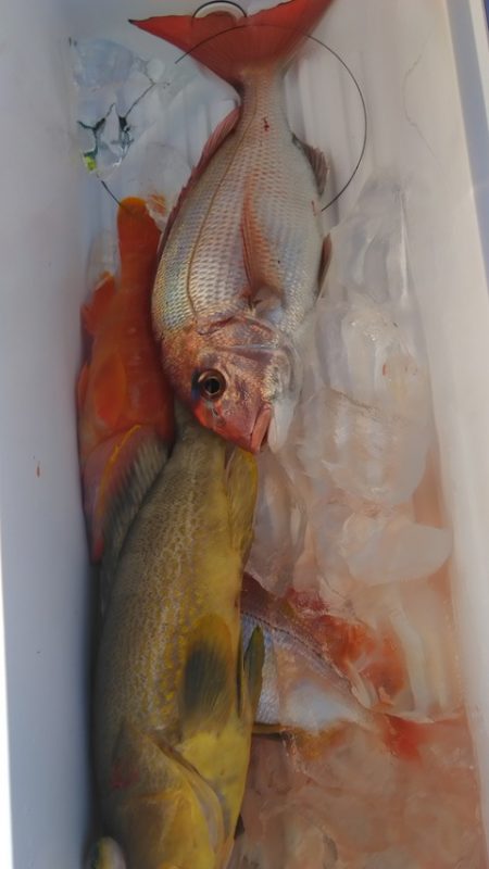 遊漁船 新鋭丸 釣果