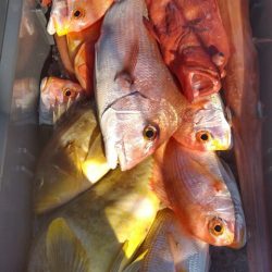 遊漁船 新鋭丸 釣果