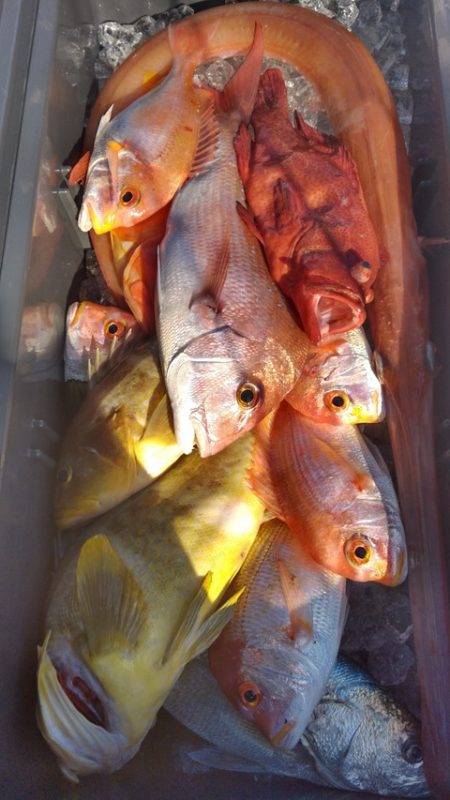 遊漁船 新鋭丸 釣果