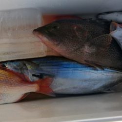 遊漁船 新鋭丸 釣果