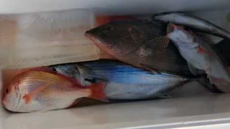 遊漁船 新鋭丸 釣果