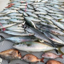 ミタチ丸 釣果
