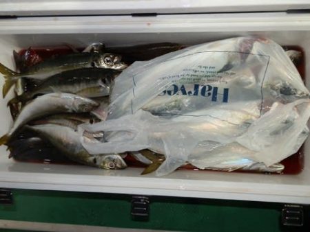 第二むつ漁丸 釣果