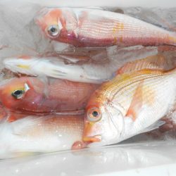 こうゆう丸 釣果