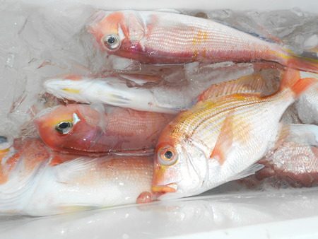 こうゆう丸 釣果