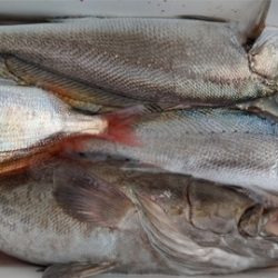 遊漁船 新鋭丸 釣果