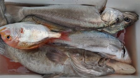 遊漁船 新鋭丸 釣果