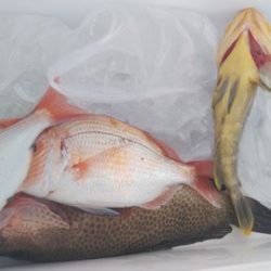 遊漁船 新鋭丸 釣果