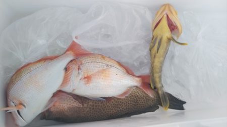 遊漁船 新鋭丸 釣果