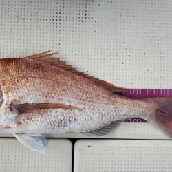 遊漁船 ニライカナイ 釣果