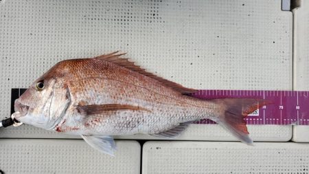 遊漁船 ニライカナイ 釣果