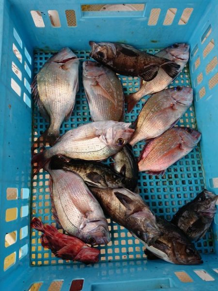たかみ丸 釣果