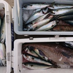 気仙沼　つり丸 釣果