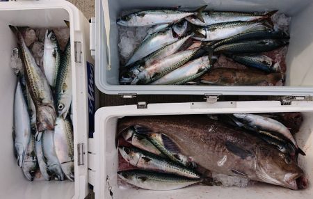 気仙沼　つり丸 釣果