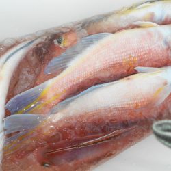 こうゆう丸 釣果