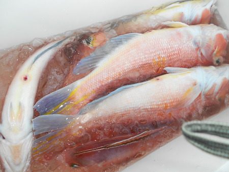 こうゆう丸 釣果