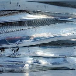 遊漁船 ニライカナイ 釣果