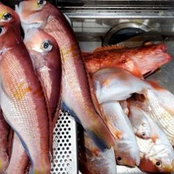 こうゆう丸 釣果