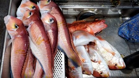 こうゆう丸 釣果