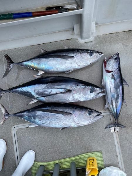 へいみつ丸 釣果
