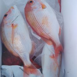 遊漁船 新鋭丸 釣果