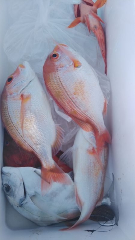 遊漁船 新鋭丸 釣果