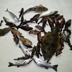 TOPGUN名古屋 釣果