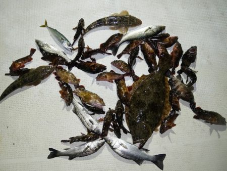 TOPGUN名古屋 釣果