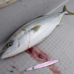 まるいち丸 ZERO-1 釣果