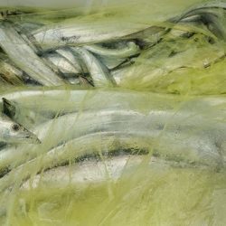 遊漁船 ニライカナイ 釣果