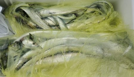 遊漁船 ニライカナイ 釣果