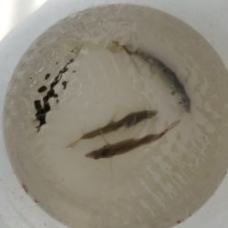 遊漁船 ニライカナイ 釣果