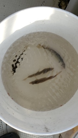 遊漁船 ニライカナイ 釣果