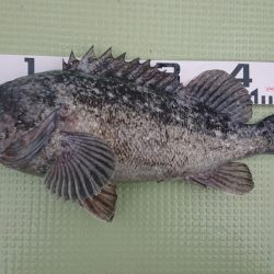 気仙沼　つり丸 釣果