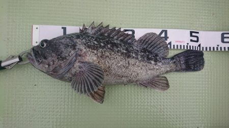 気仙沼　つり丸 釣果