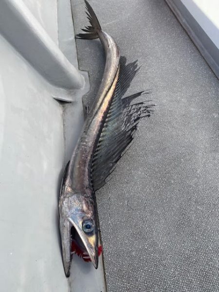 へいみつ丸 釣果