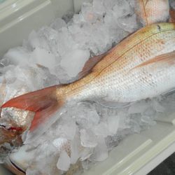 こうゆう丸 釣果