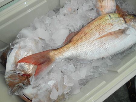 こうゆう丸 釣果