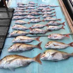 遊漁船 セトマリン 釣果